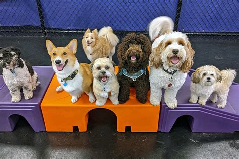 doggy day care annapolis|Top 10 Best Doggy Day Care in Annapolis, MD